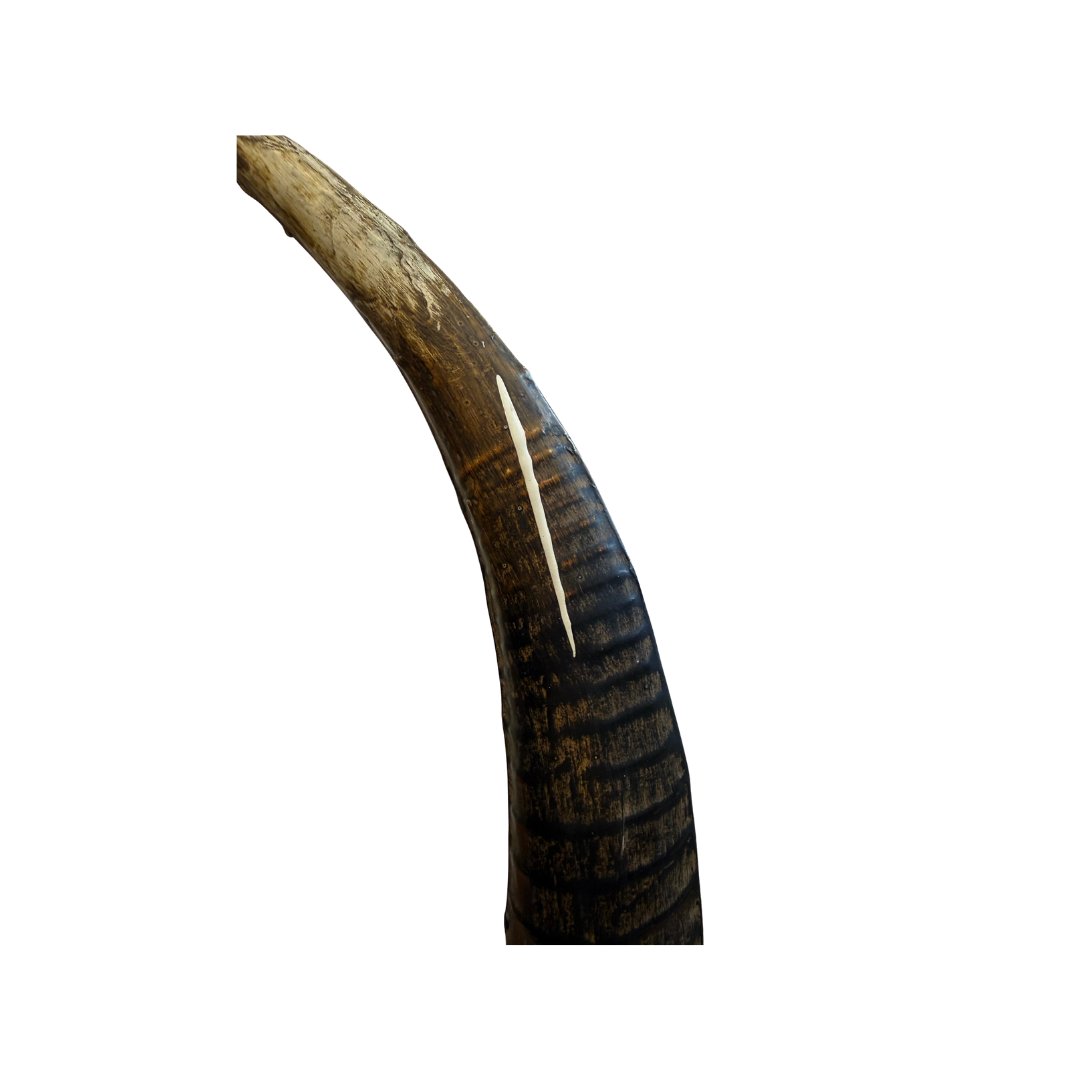Corne en métal – Décorative
